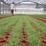 POTATRICE ORIZZONTALE MTA MSC