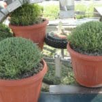 POTATRICE PER PIANTE IN VASO EK 2000 AL