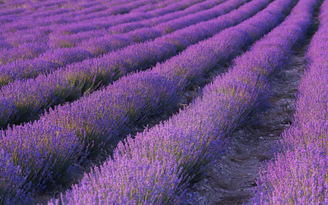 Taglio e raccolta lavanda meccanizzata